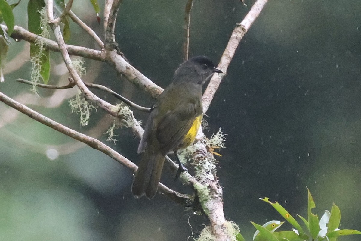 Black-and-yellow Silky-flycatcher - ML644281625