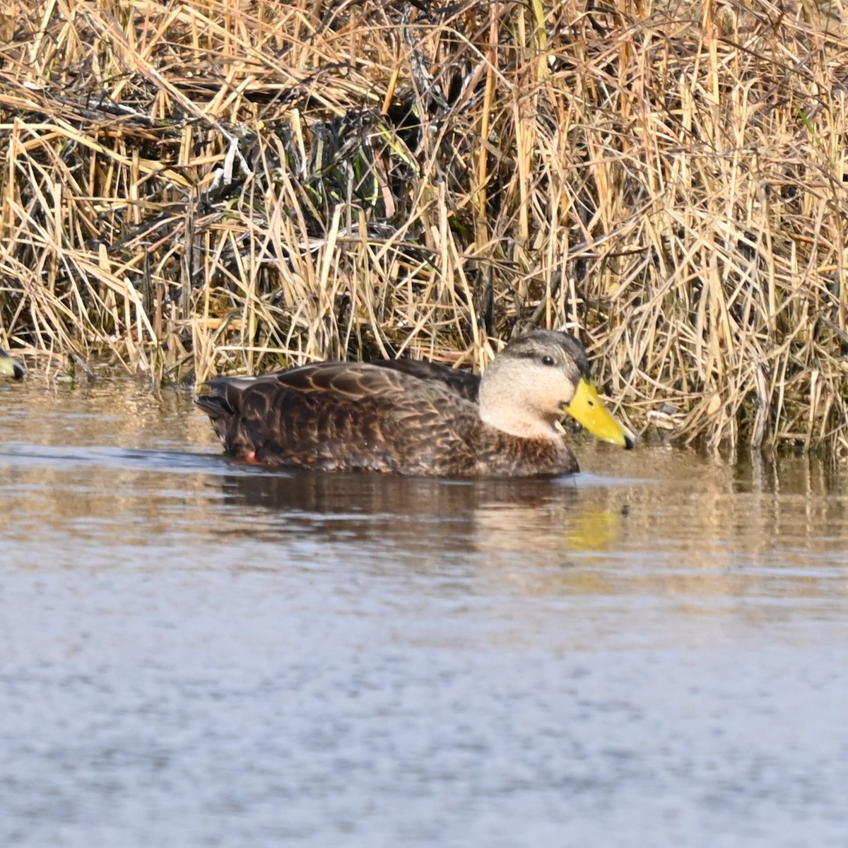 rødfotand - ML644281626