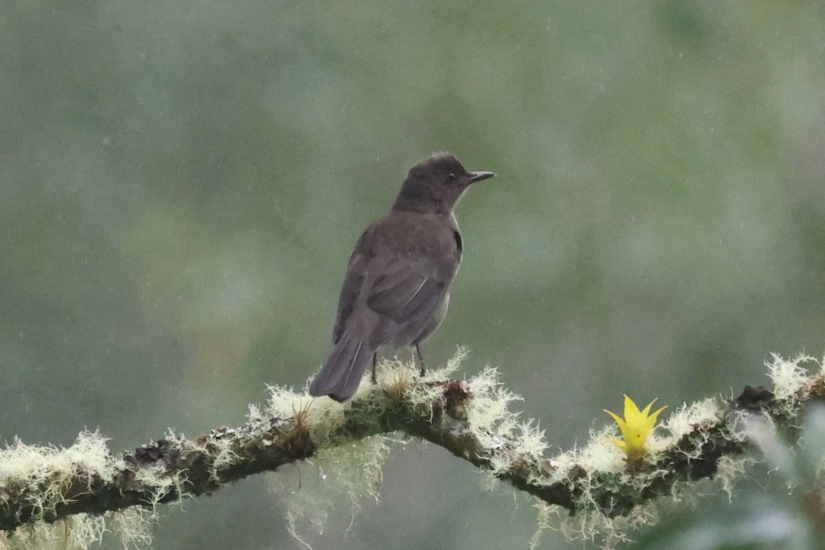 Mountain Thrush - ML644281627