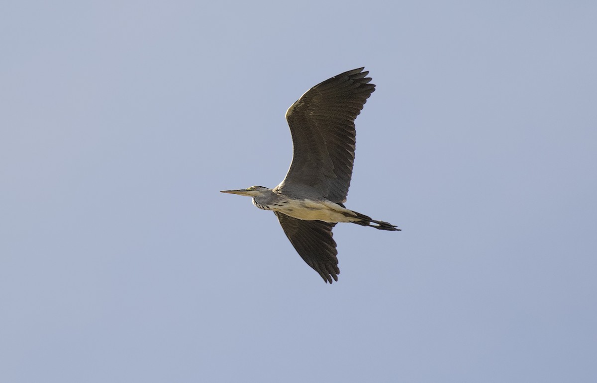 Gray Heron - ML644281628