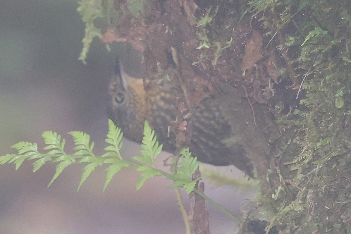 Hellkehl-Stachelschwanz - ML644281642