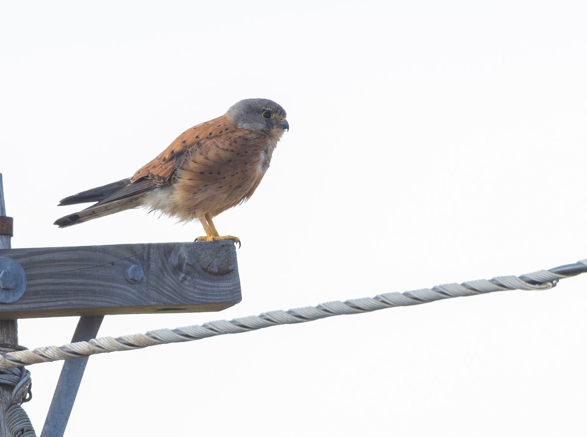 Скальная пустельга - ML644281656