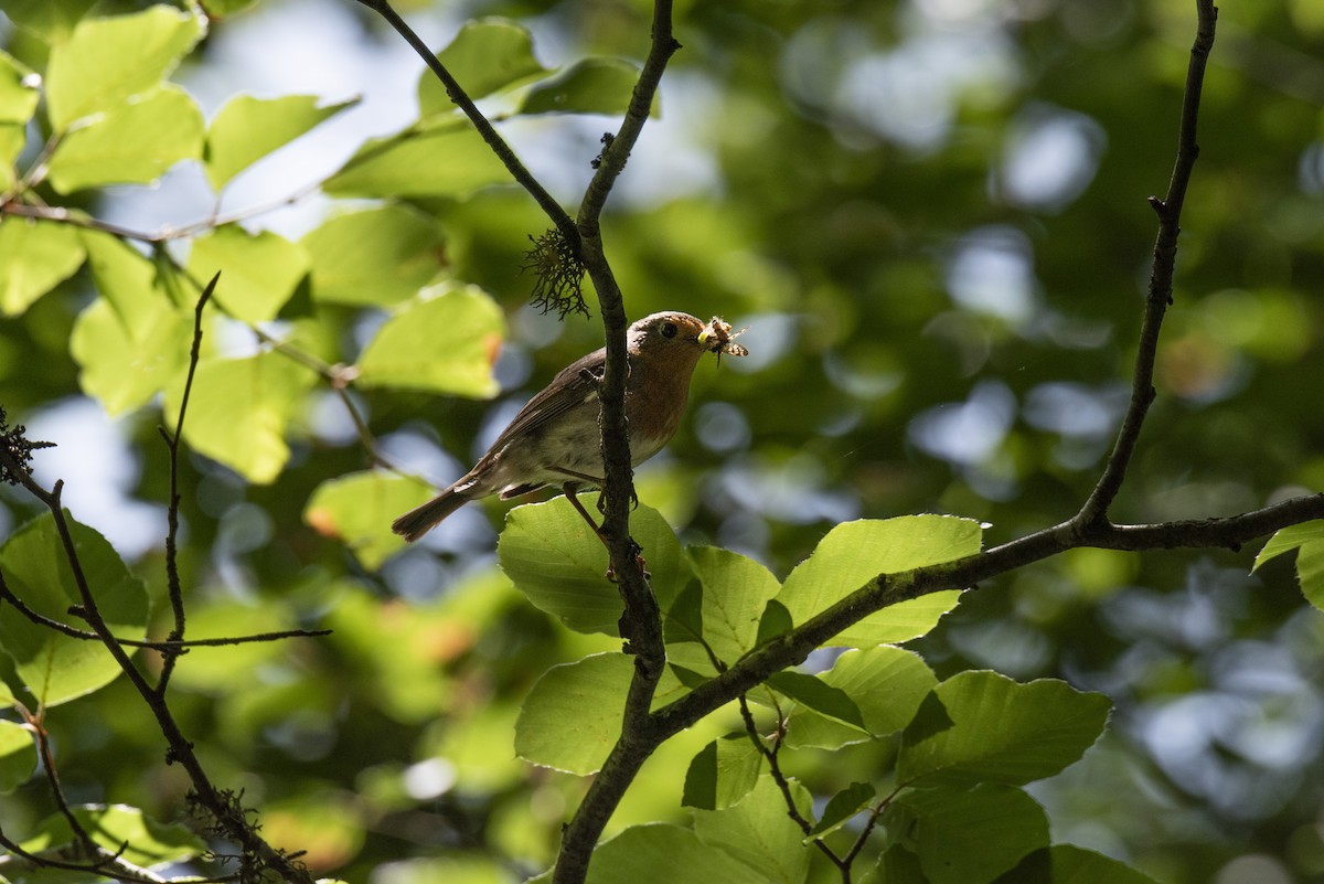 Өрнийн зээрд омруут - ML644281657