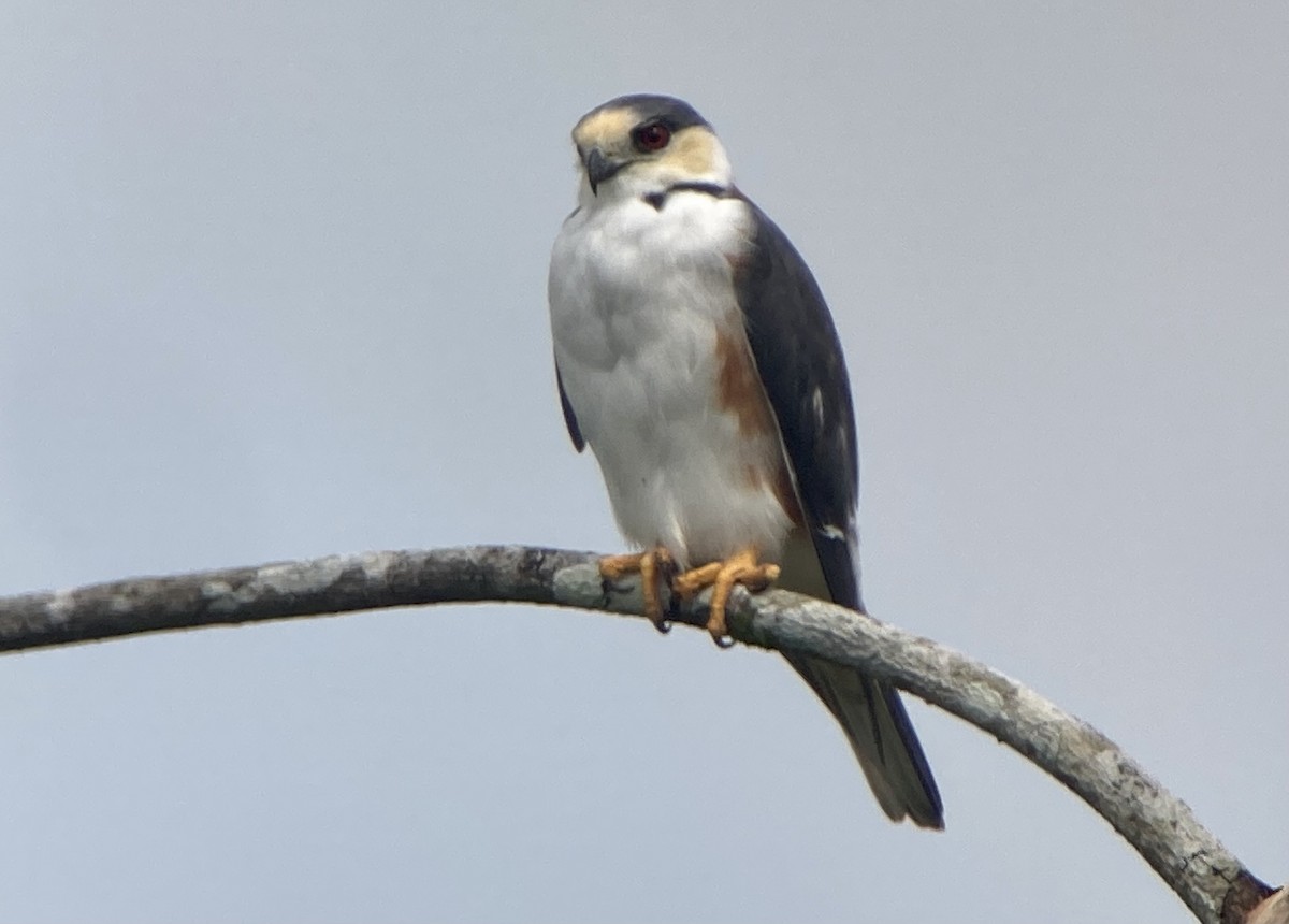 Pearl Kite - ML644281665