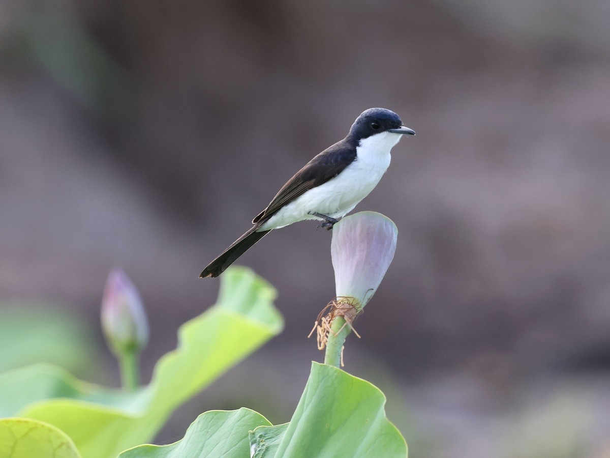 Paperbark Flycatcher - ML644281671