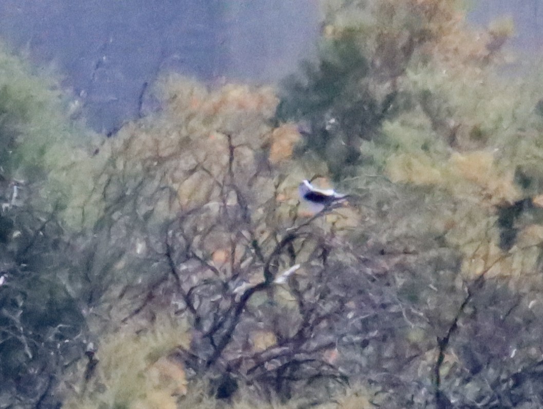 Black-winged Kite - ML644281675