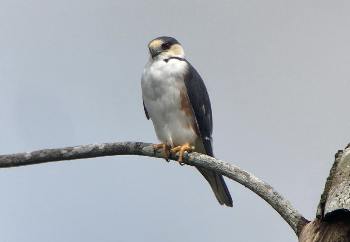 Pearl Kite - ML644281676