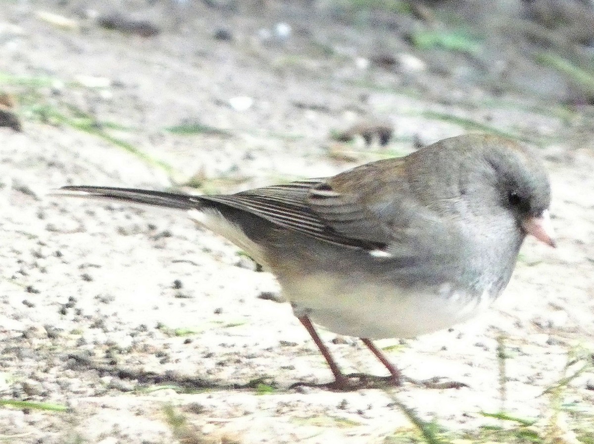 strnadec zimní - ML644281697