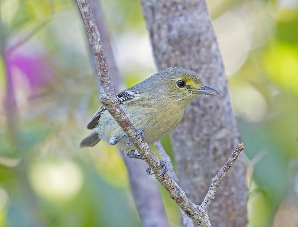 Thick-billed Vireo - ML644281698