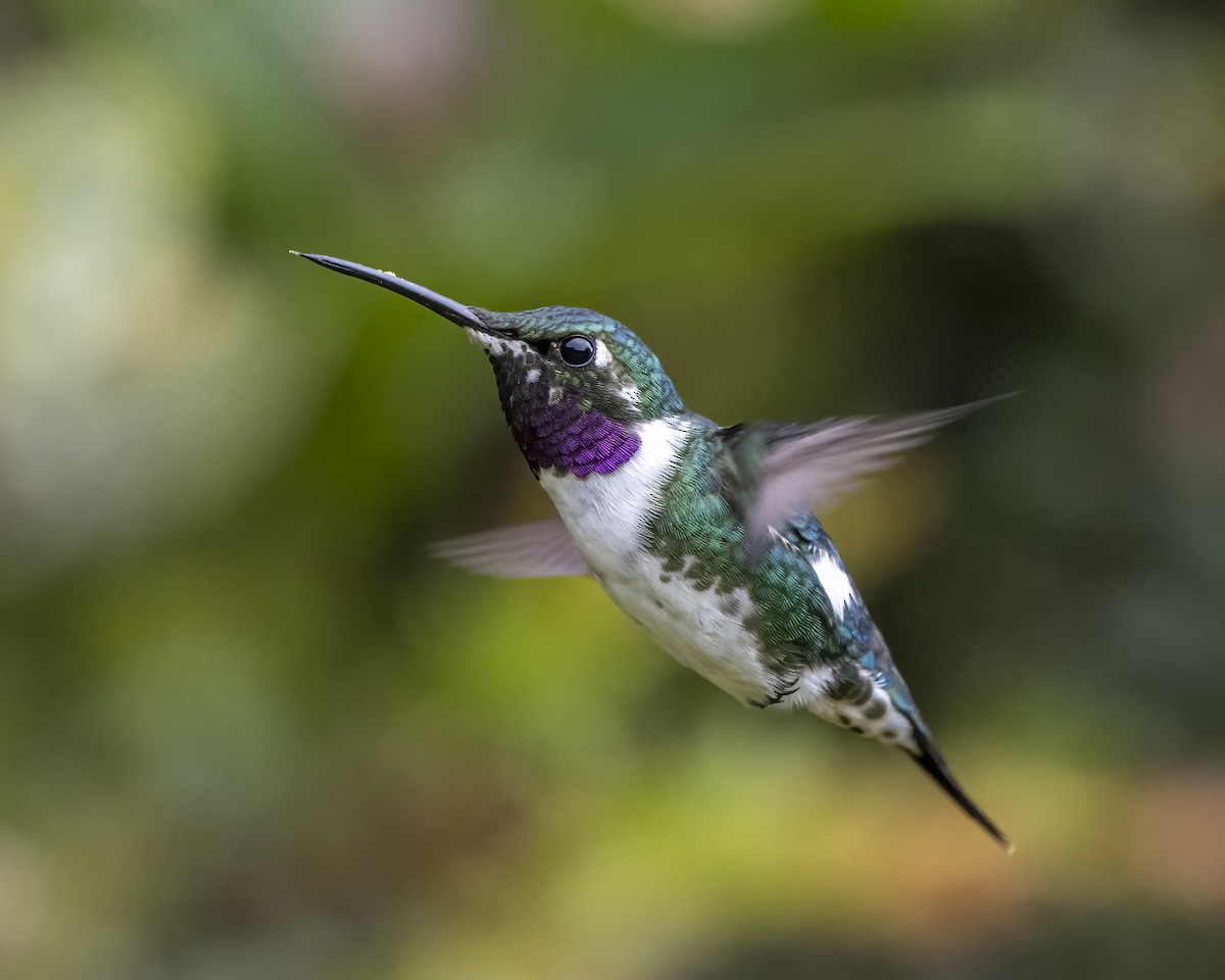 hvitbukkolibri - ML644281699