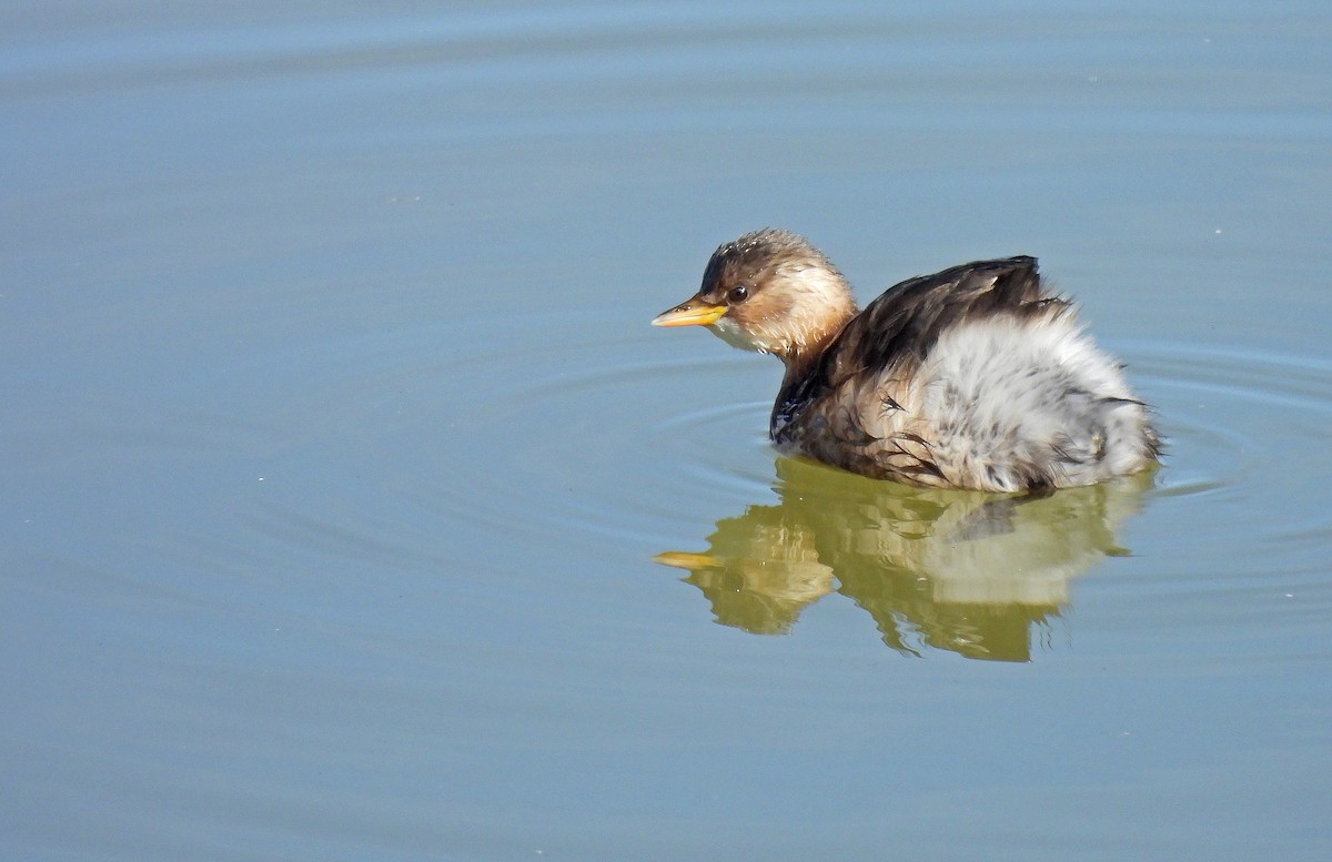 Хурган шунгуур - ML644281705