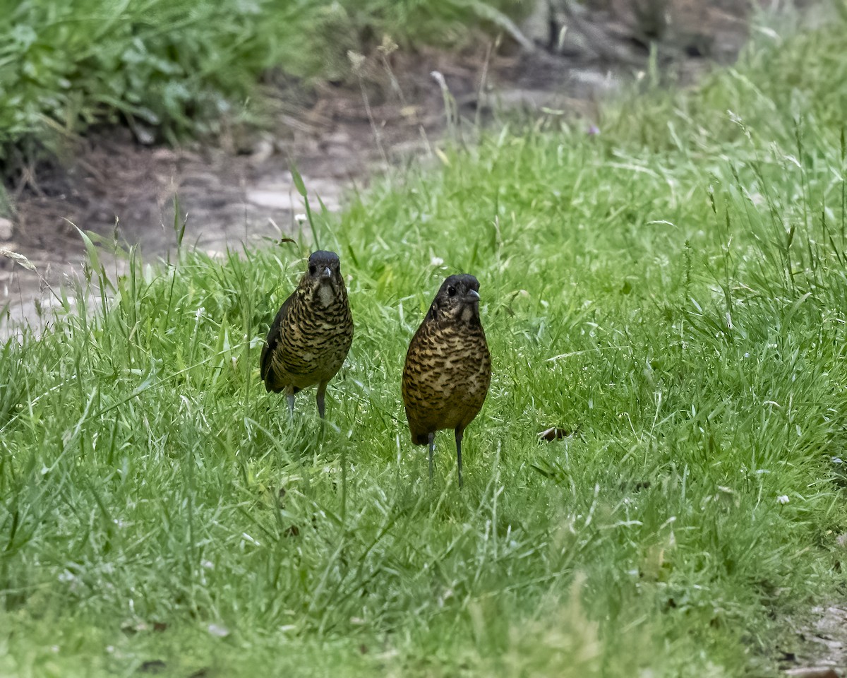 skjellmaurpitta - ML644281711