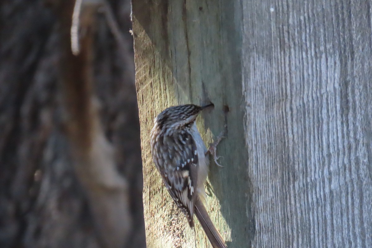 šoupálek americký - ML644281719