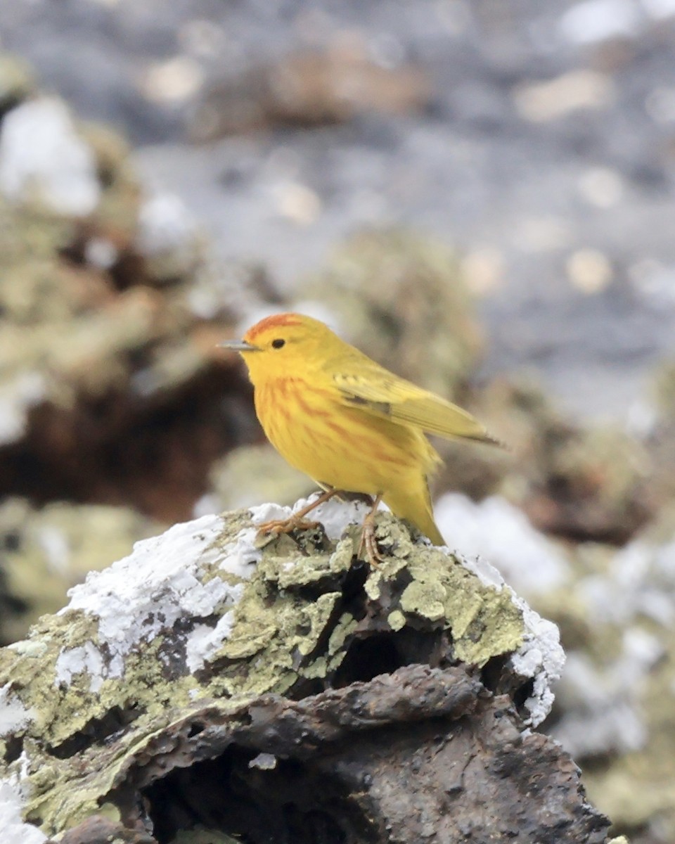 Northern/Mangrove Yellow Warbler - ML644281725