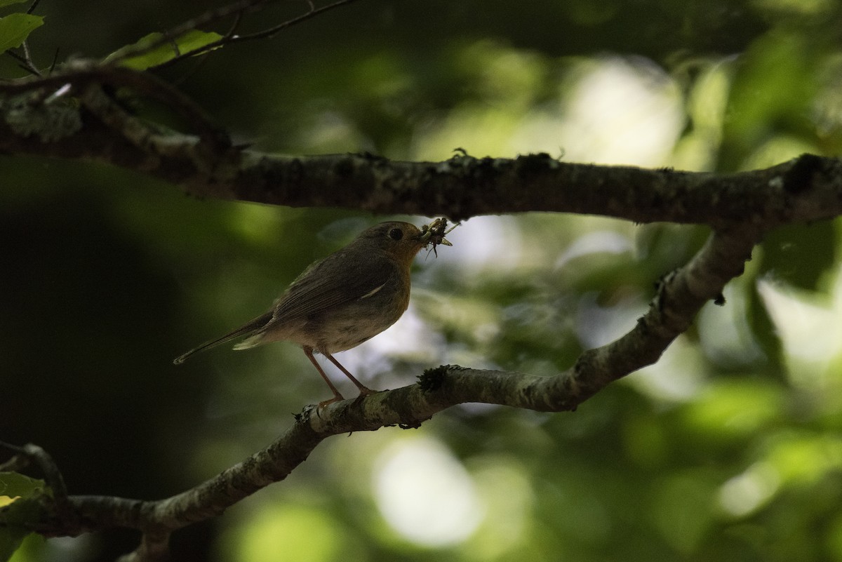 Өрнийн зээрд омруут - ML644281726