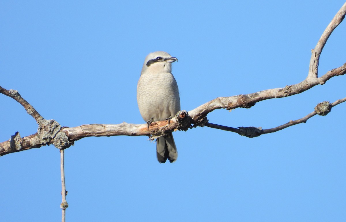 Alcaudón Boreal - ML644281727