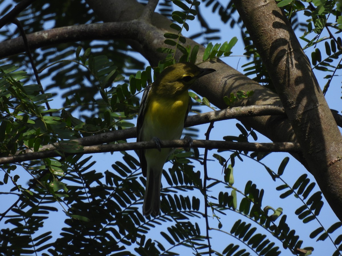 Yellow-throated Vireo - ML644281746