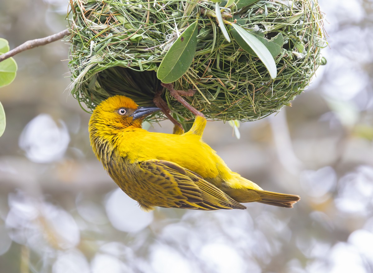 Cape Weaver - ML644281751