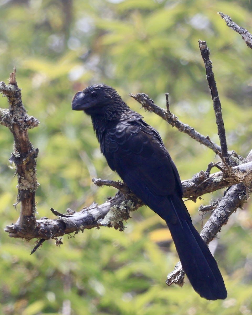 Ani à bec lisse - ML644281754