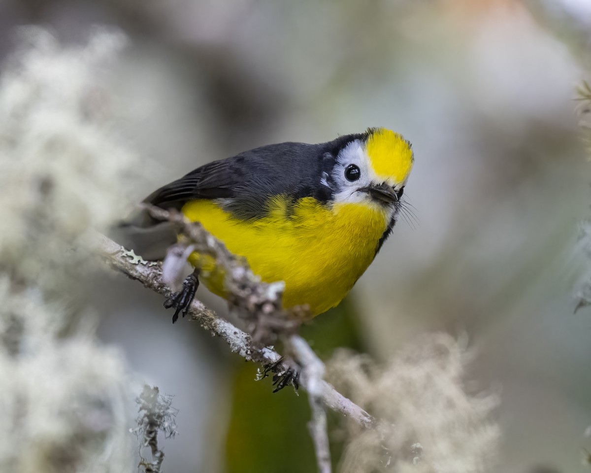 Golden-fronted Redstart - ML644281770