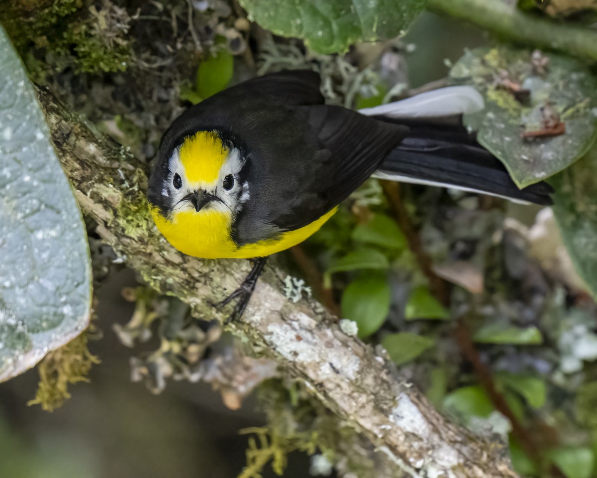 Golden-fronted Redstart - ML644281771