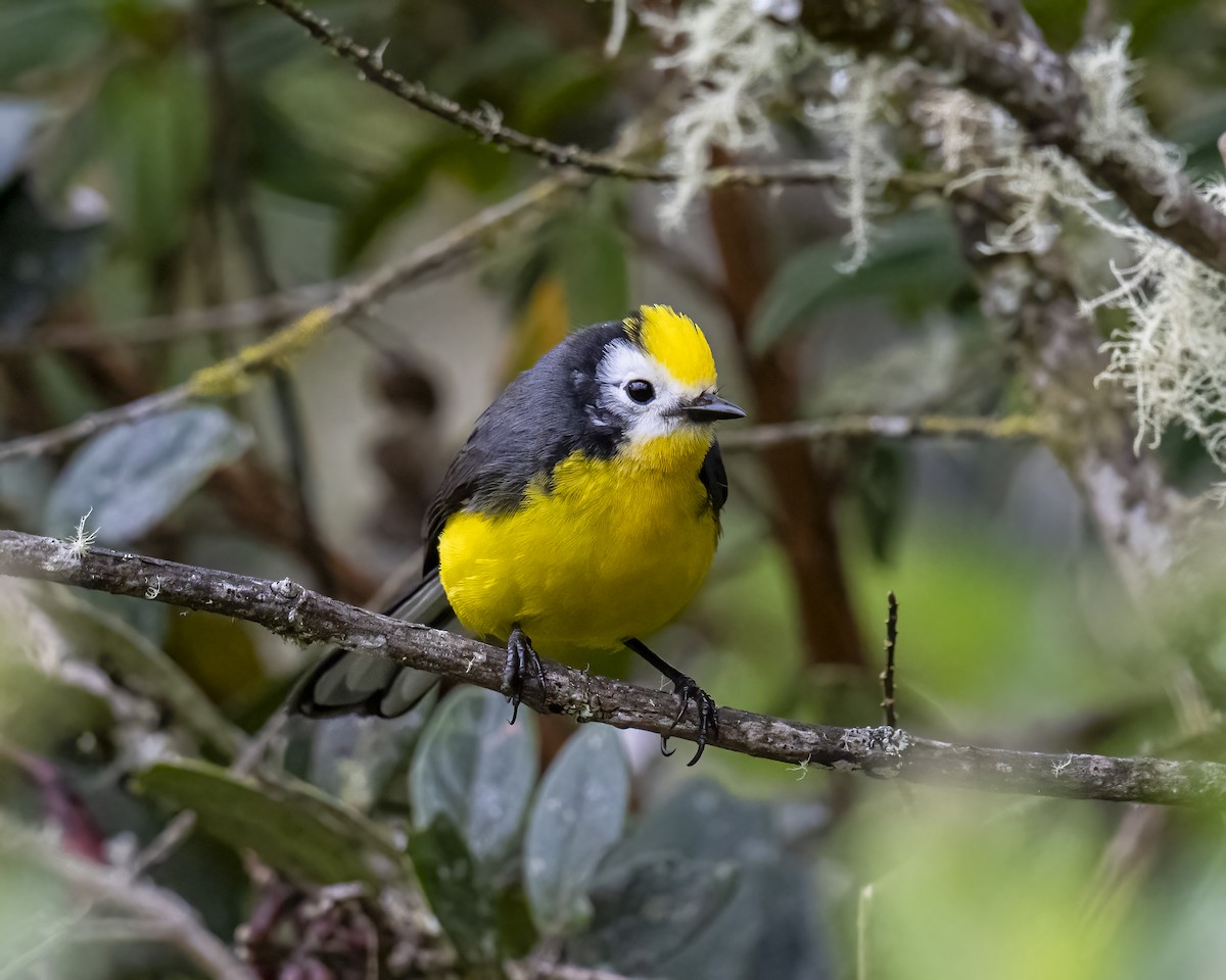 Golden-fronted Redstart - ML644281773