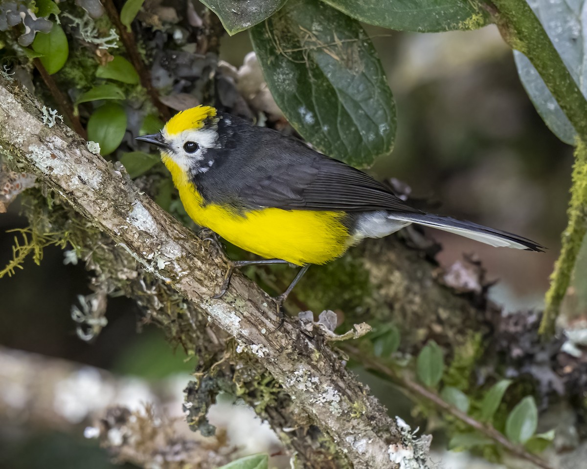 Golden-fronted Redstart - ML644281774