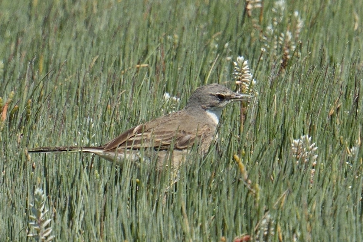 konipas jihoafrický - ML644281789