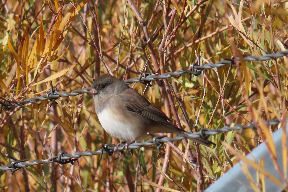 strnadec zimní - ML644281798