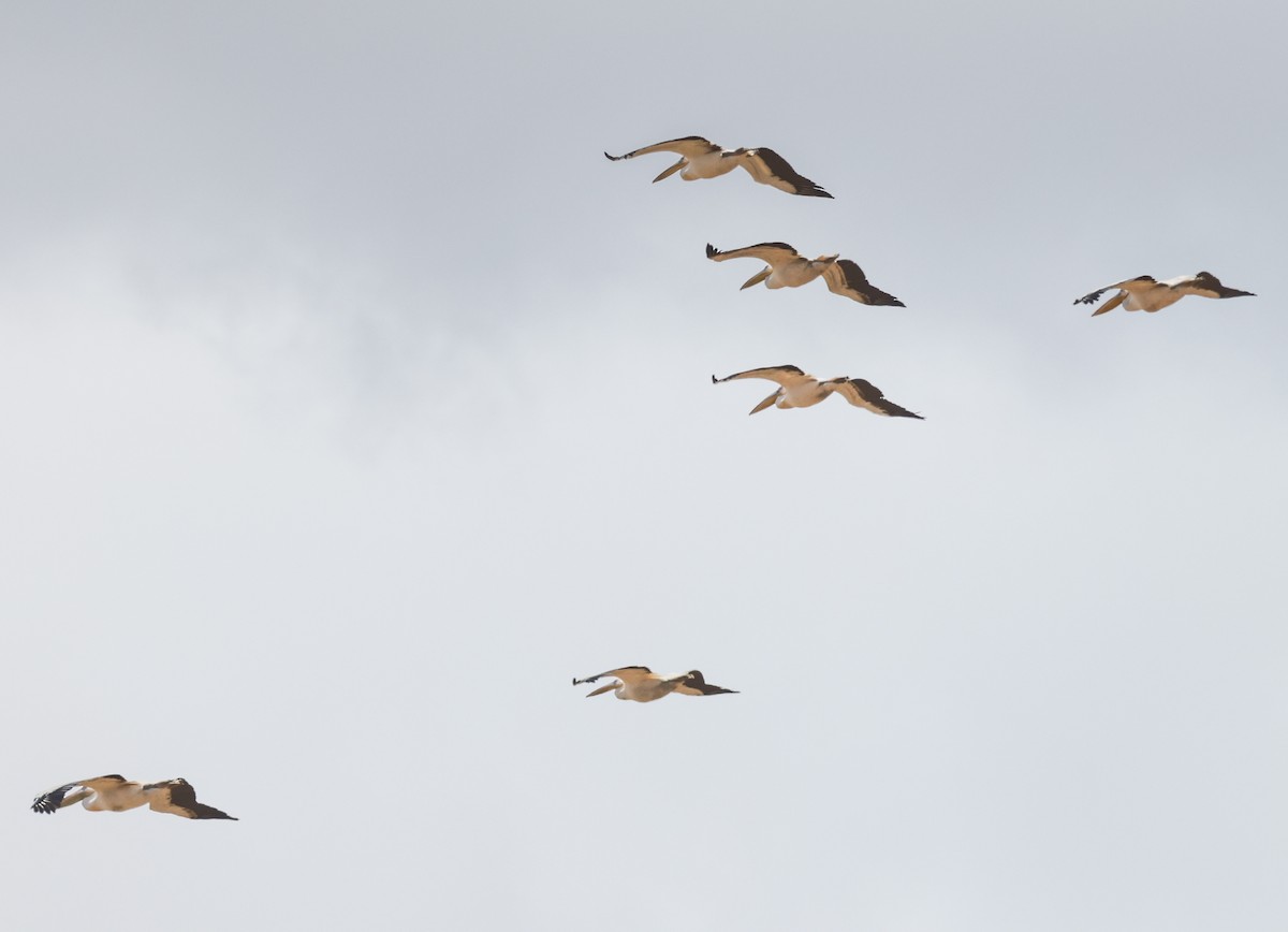 pelikán bílý - ML644281802