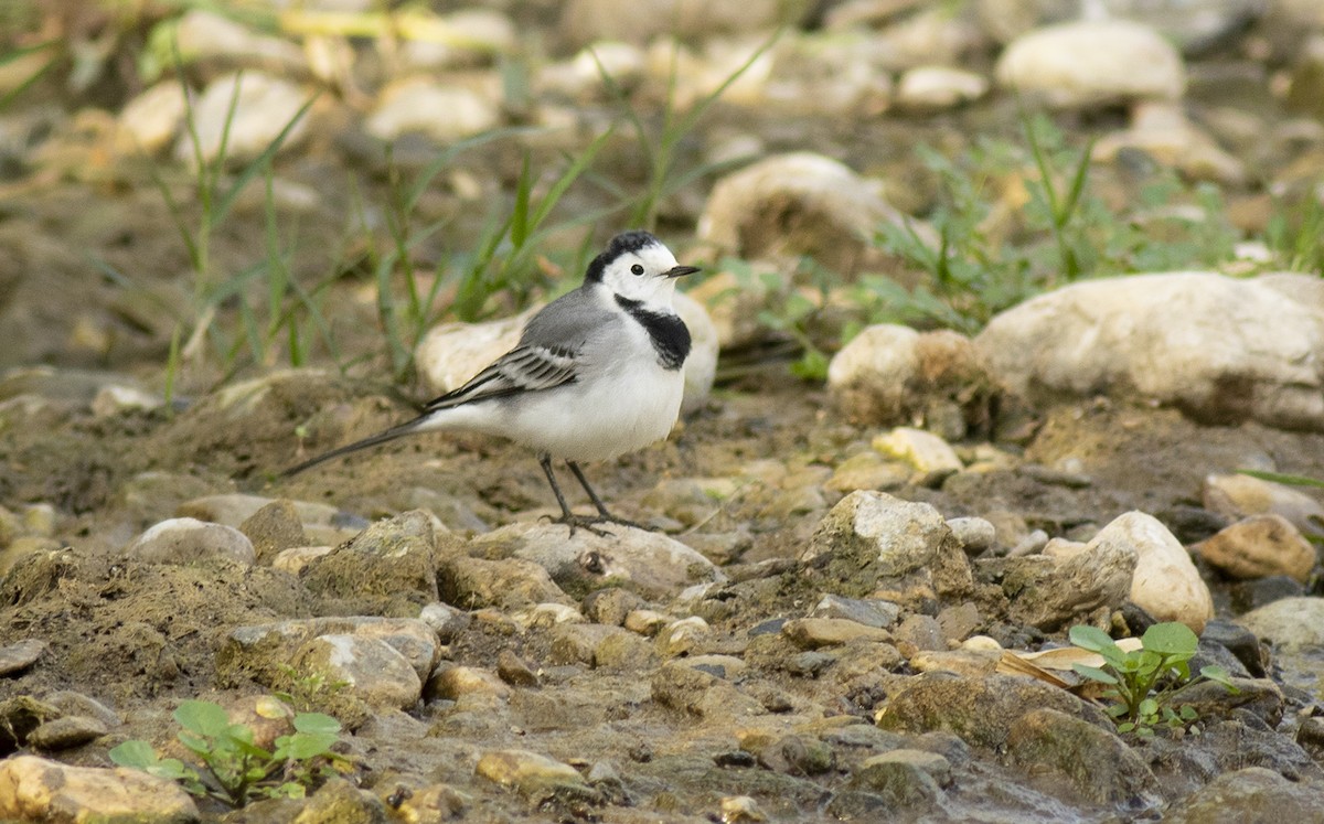 White Wagtail - ML644281819