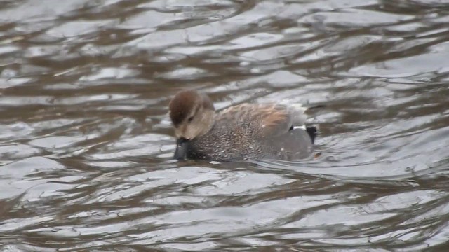 Ipar-ahatea - ML644281836