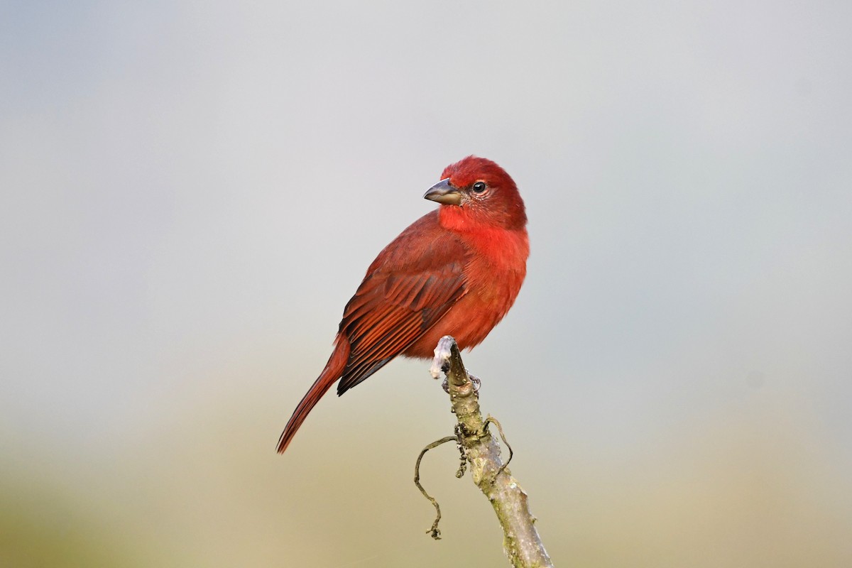 Hepatic Tanager - ML644281837