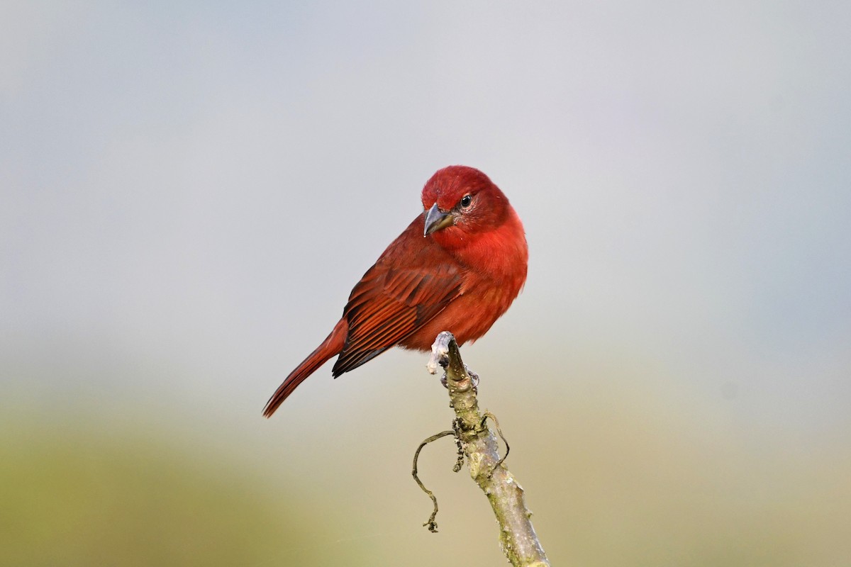 Hepatic Tanager - ML644281839