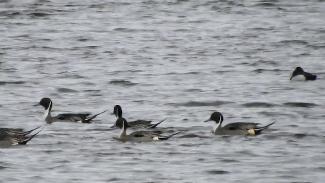 Northern Pintail - ML644281843