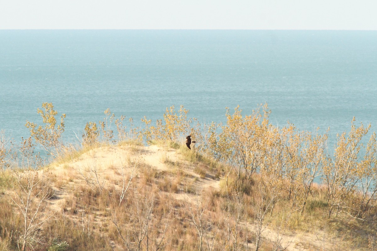 Northern Harrier - ML644281848