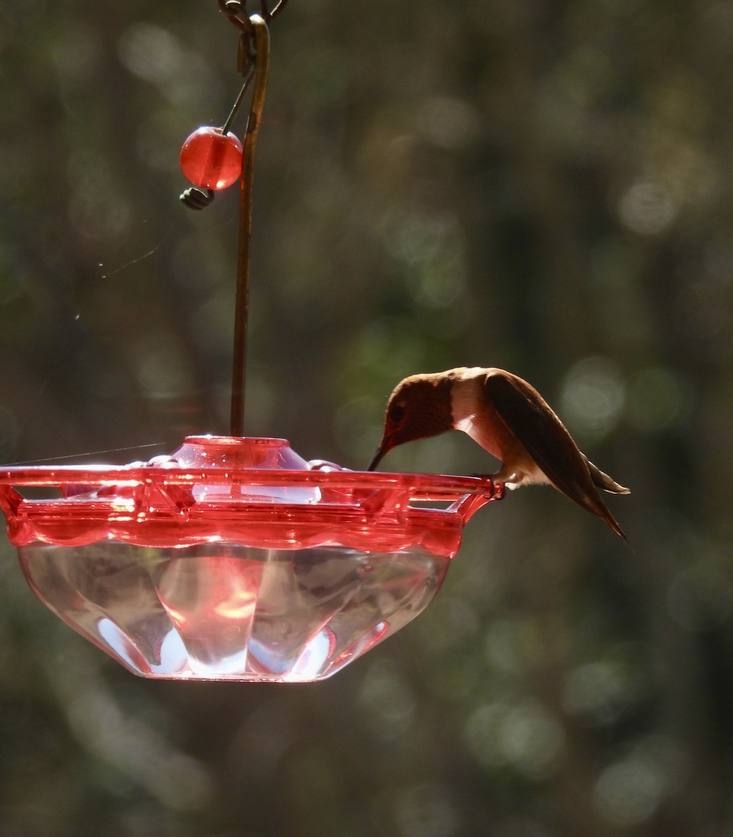Rufous Hummingbird - ML644281849