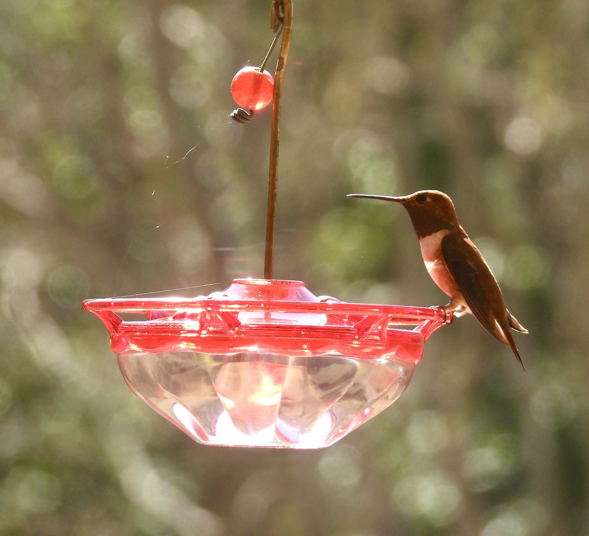 Rufous Hummingbird - ML644281850