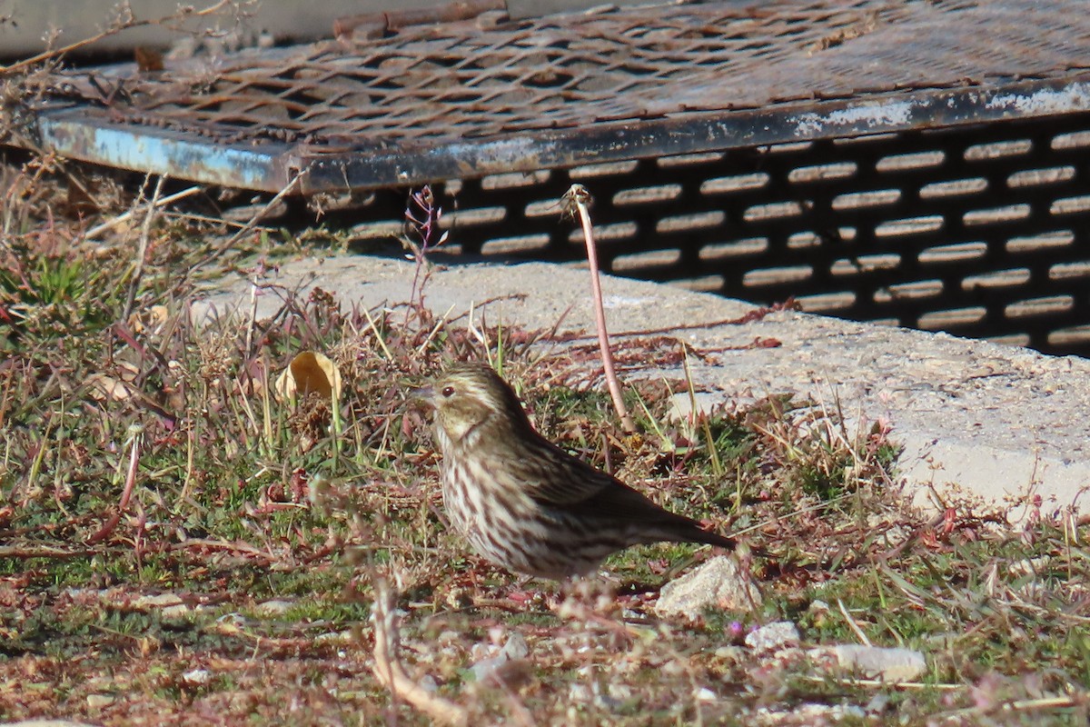 hýl rudokorunkatý - ML644281851