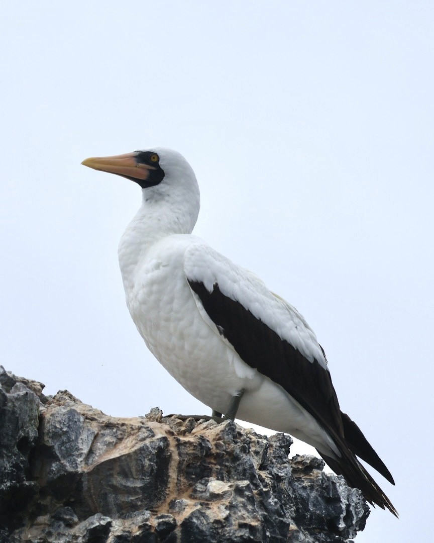 Nazca Booby - ML644281871
