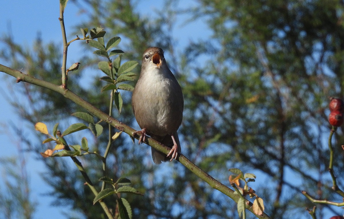 cettisanger - ML644281872