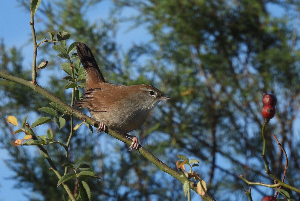 cettisanger - ML644281873