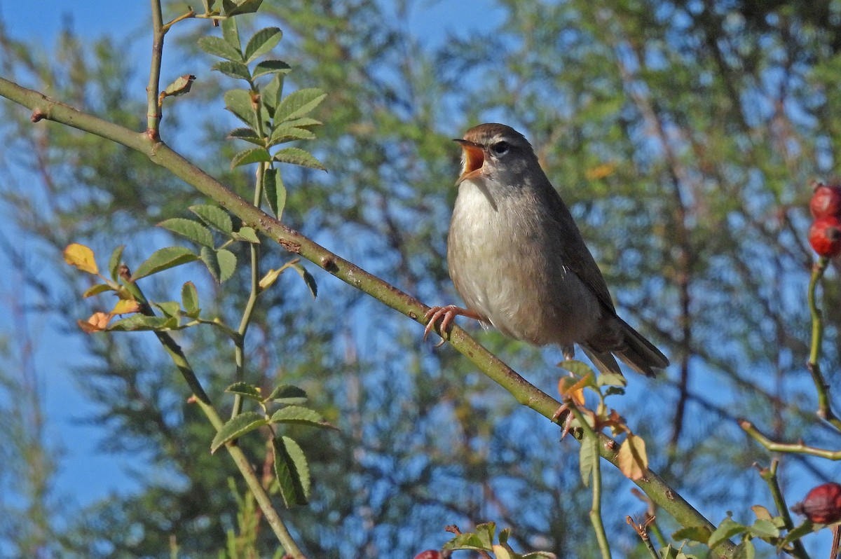 cettisanger - ML644281874