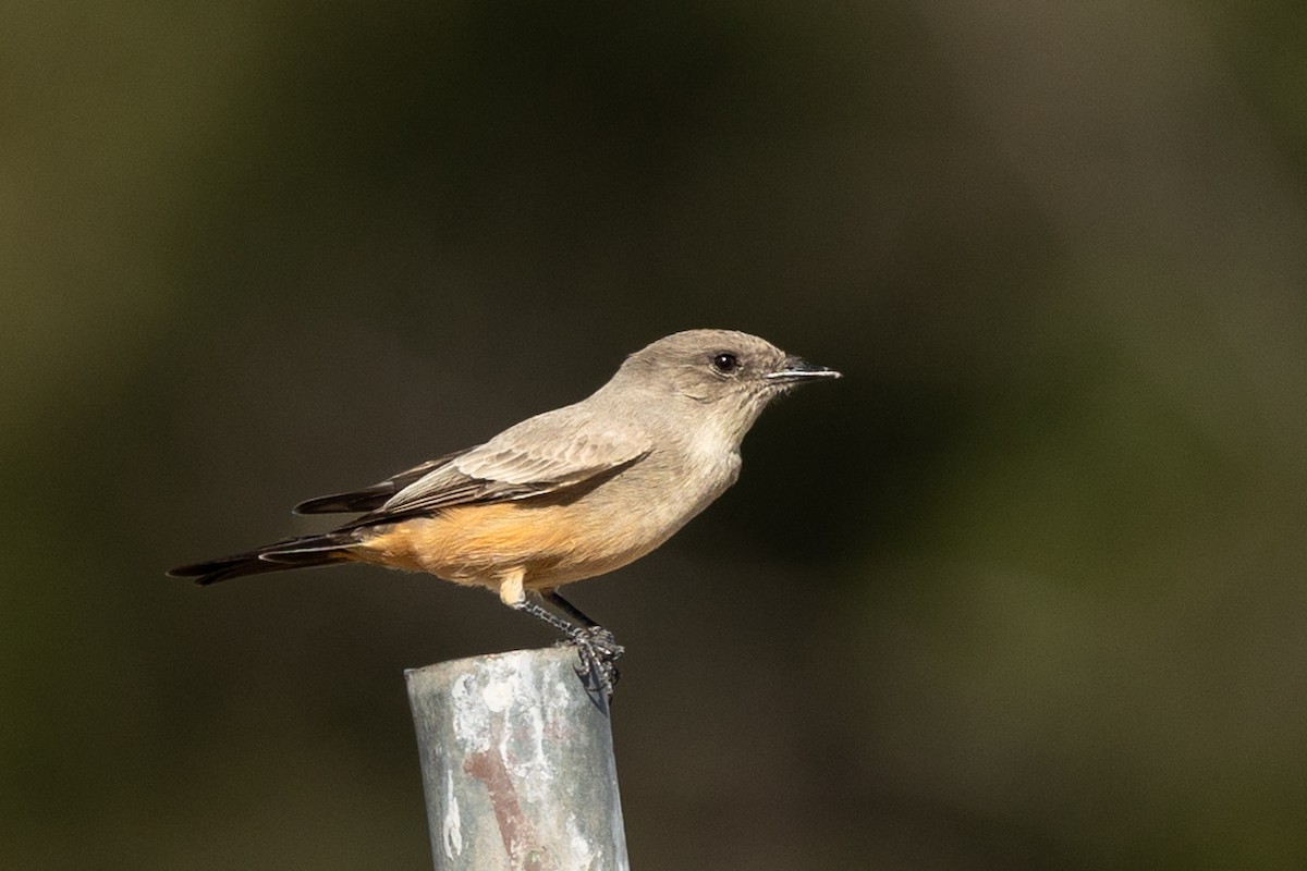 Zimtbauch-Phoebetyrann - ML644281882