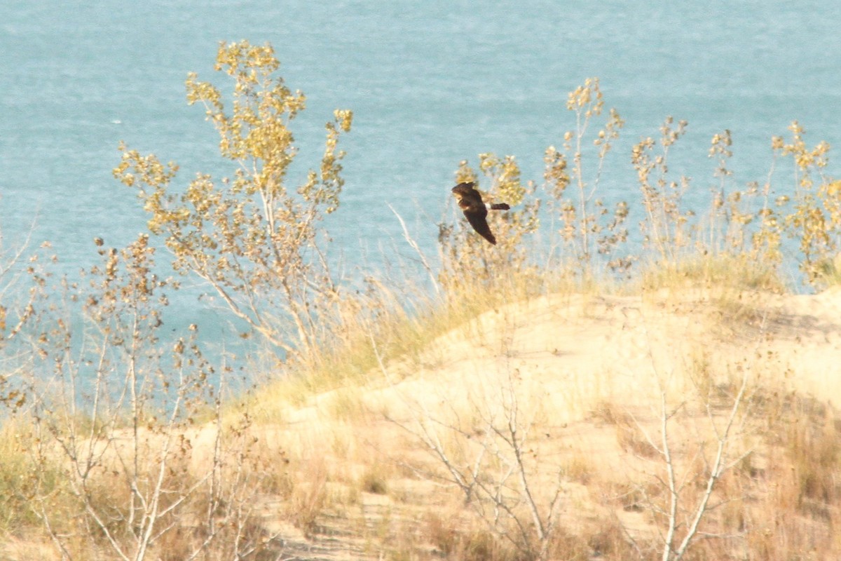 Northern Harrier - ML644281883