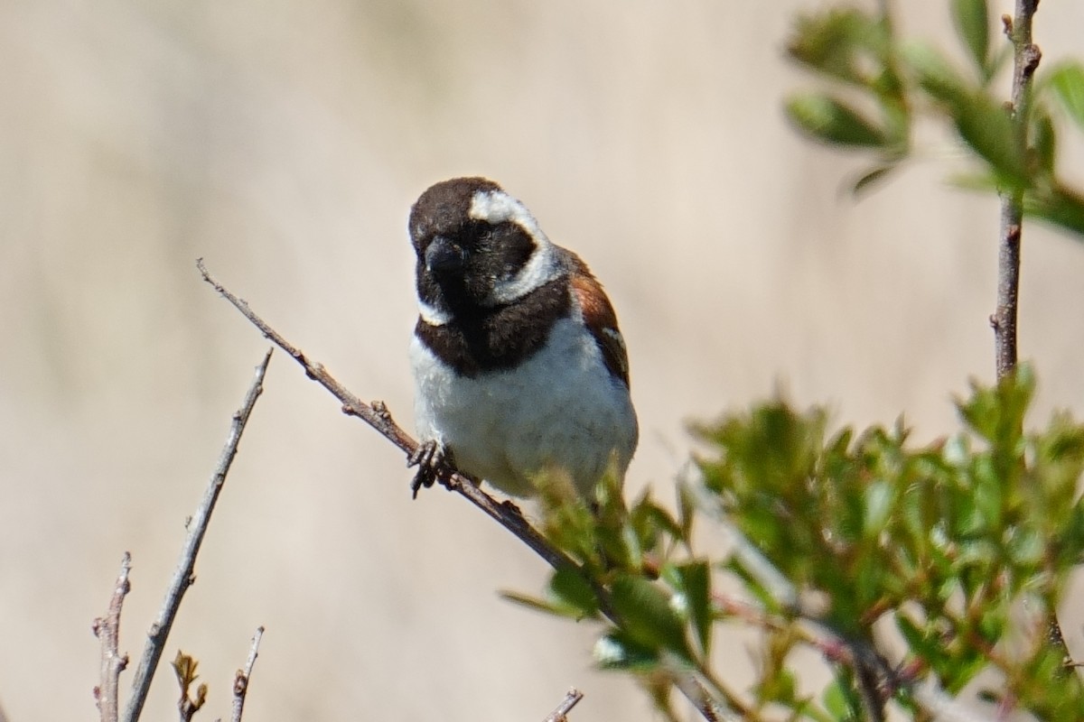 Cape Sparrow - ML644281887