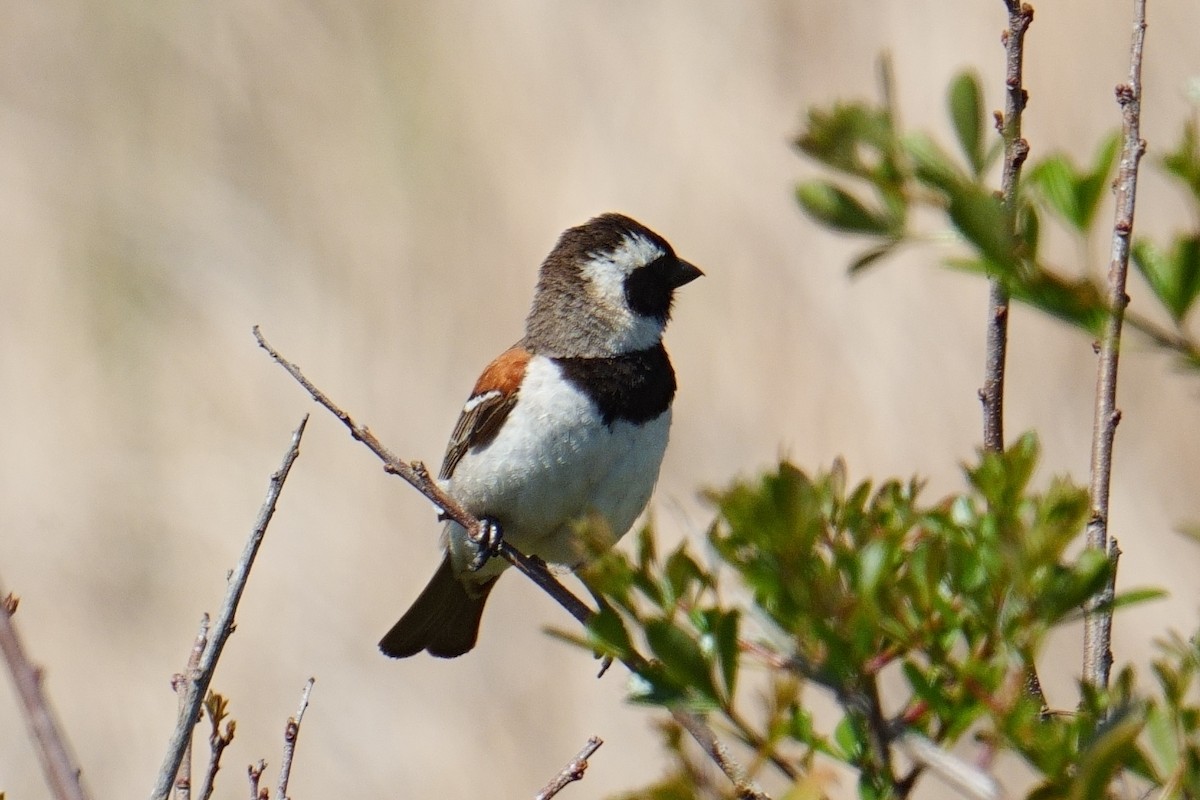 Cape Sparrow - ML644281888