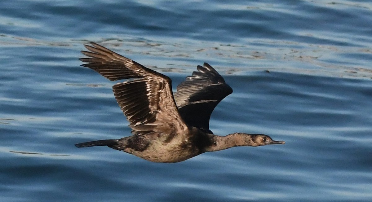 kormorán tichomořský - ML644281889