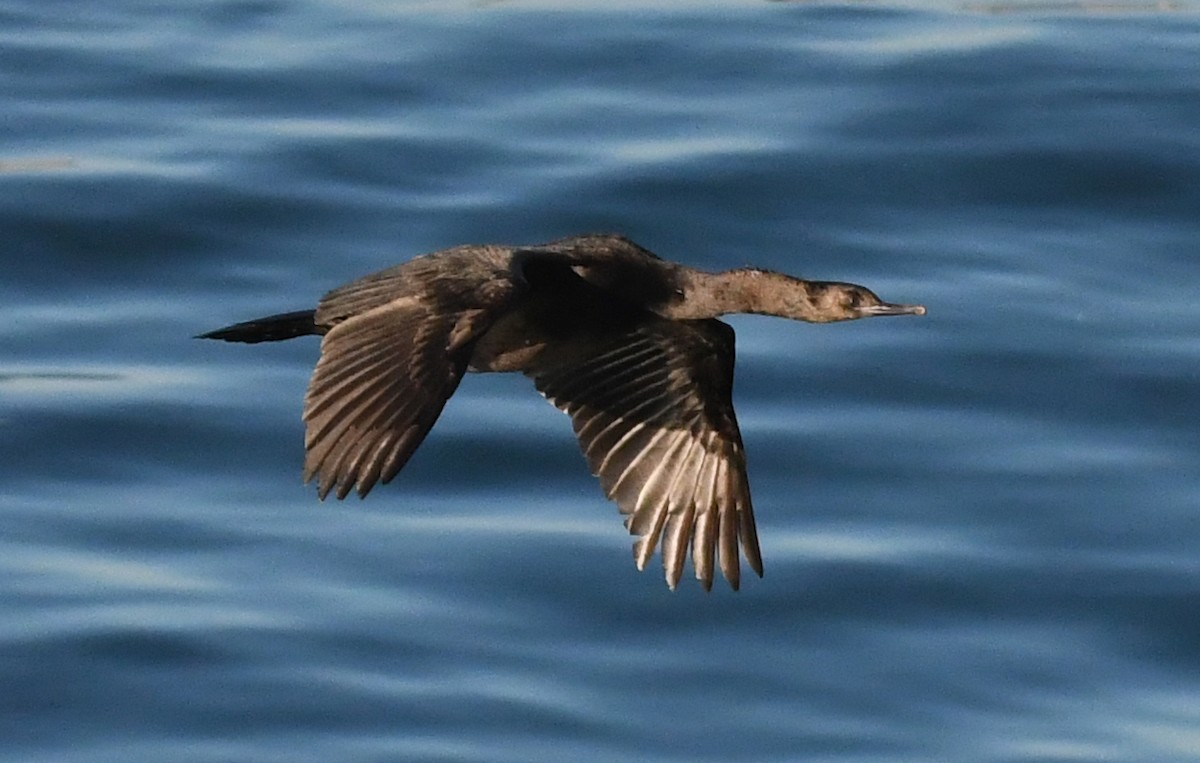 kormorán tichomořský - ML644281890