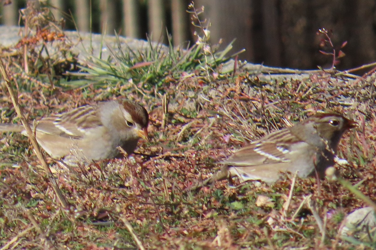 strnadec bělopásý - ML644281892